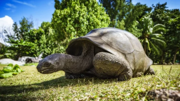 Retrato de una tortuga gigante 1 — Foto de Stock