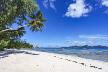 Palmiye ağaçları, beyaz kum ve turkuaz anse plaj su 