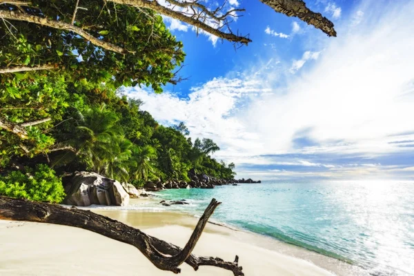 Olhando através de filiais no paraíso praia anse georgette, praslin — Fotografia de Stock