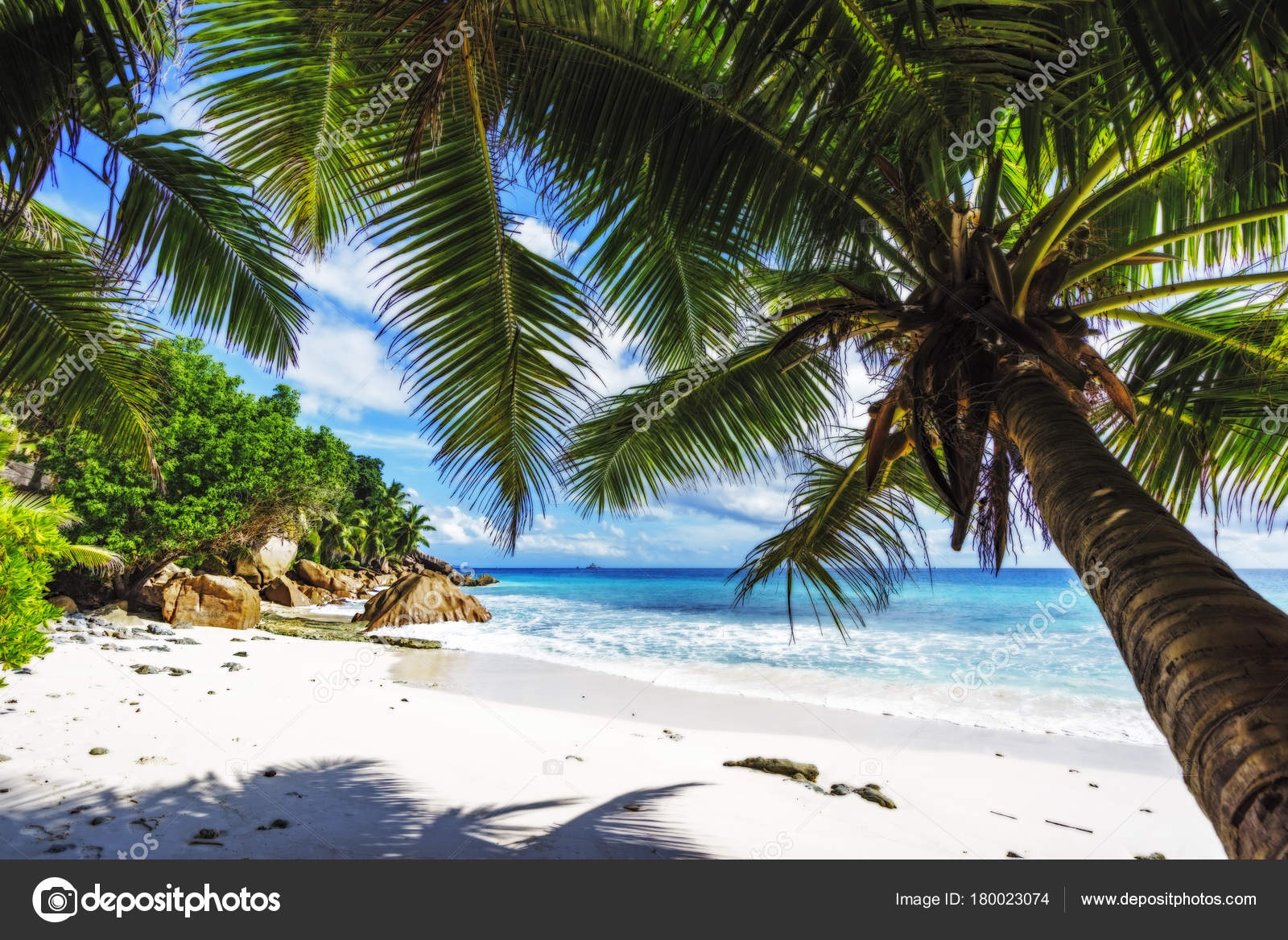 Palmiers Sur La Plage Paradisiaque à Anse Patates La Digue