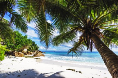Cennet plaj anse, palmiye ağaçlarının dolma, la digue, Seyşel