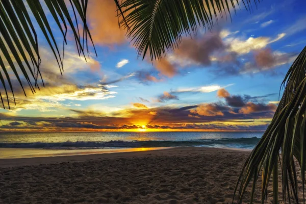 Door middel van palmtak kijken naar zonsondergang in anse georgette, praslin, se — Stockfoto