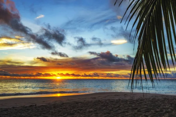 Mirando a través de la hoja de palma al atardecer en anse georgette, praslin, se — Foto de Stock