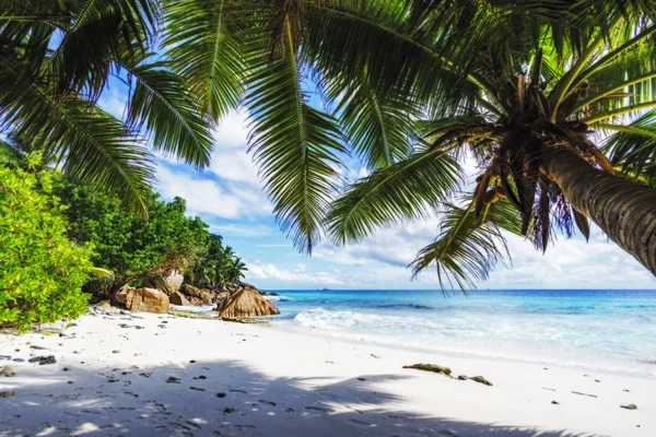 Patates, la 拉迪, seychell 天堂海滩上的棕榈树 — 图库照片