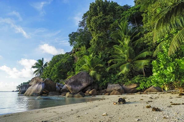 dig at a beautiful paradise beach on the seychelles 5