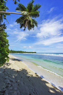 palm Tree, Turkuaz su ve güzel tropikal plaj anse barbarons, beyaz kum