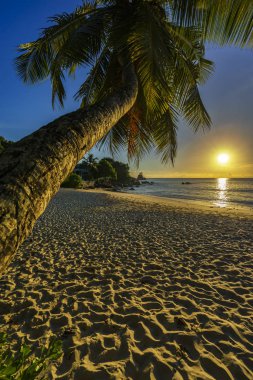 bir palm Paradise ile güzel romantik günbatımı, Seyşeller olmak