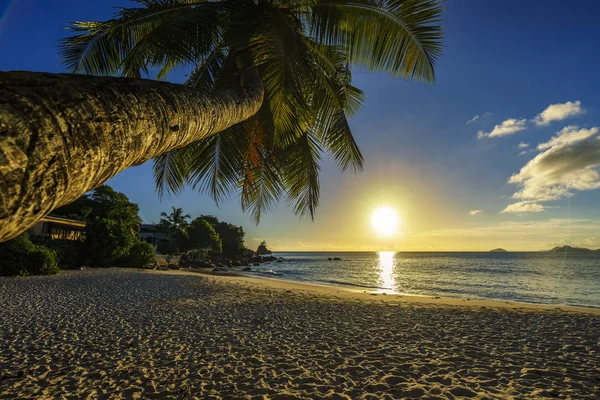 Belo pôr do sol romântico com uma palma no paraíso, praia das Seychelles — Fotografia de Stock