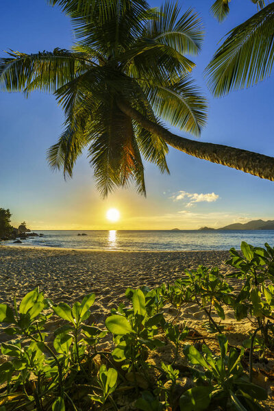 beautiful romantic sunset with a palm in paradise, seychelles be