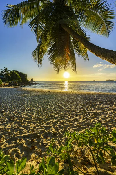Piękny romantyczny zachód słońca z palmą w raju, być Seszele — Zdjęcie stockowe