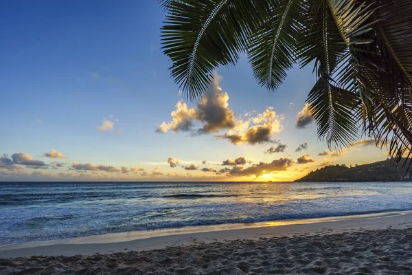 Naplemente a tropical beach mögött palm levél, anse intendance, seych — Stock Fotó