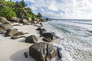 güzel palms adlı vahşi tropikal plaj anse marie-louise, seychel