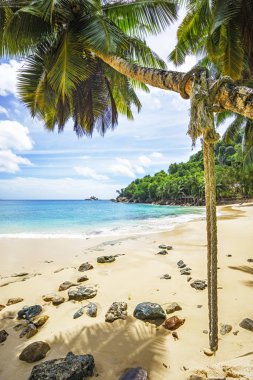 bir palmiye ve taş tropikal plaj beyaz kum içinde ip salıncak 