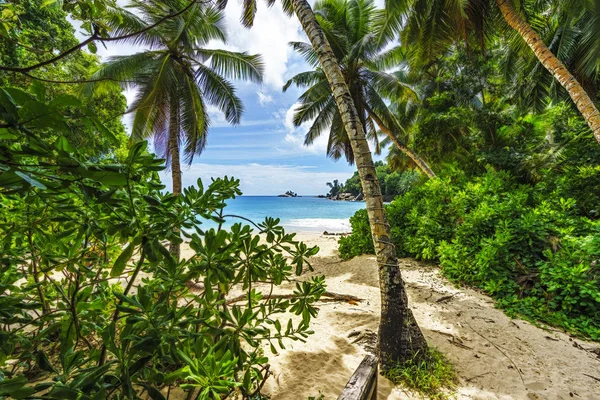 Plage tropicale avec palmiers, sable blanc, eau turquoise à travers un c — Photo