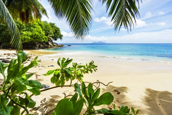 Paradiesstrand auf den Seychellen durch Palmenblätter — Stockfoto
