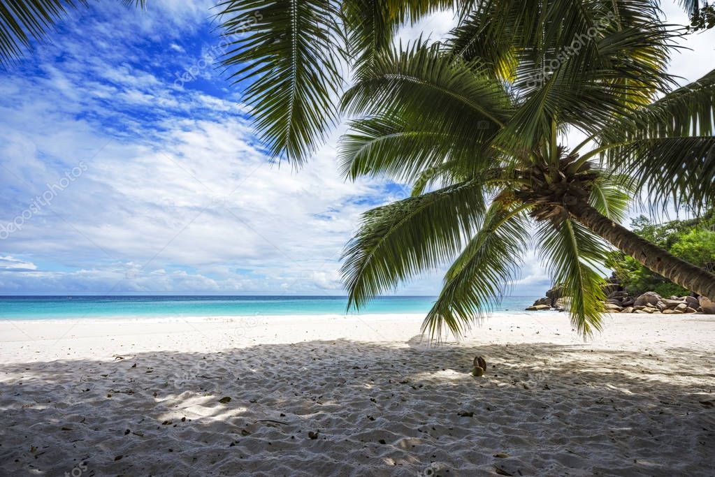 Palm tree,white sand,turquoise water at tropical beach,paradise 