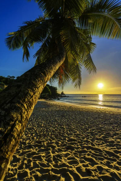 Fantastiska romantiska solnedgången med en palm i paradiset, Seychellerna beac — Stockfoto