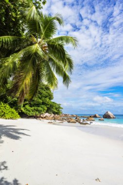 Cennet plaj. Beyaz kum, turkuaz su, tropikal, palmiye ağaçları