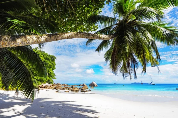 Plage paradisiaque : sable blanc, eau turquoise, palmiers tropicaux — Photo