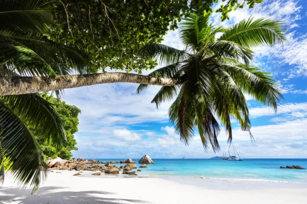 Paradise beach. Bílý písek, tyrkysové vody, palmy v tropical — Stock fotografie