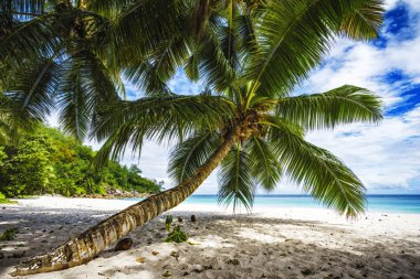 Palmiye ağacı, beyaz kum, turkuaz su tropikal Beach, cennet 