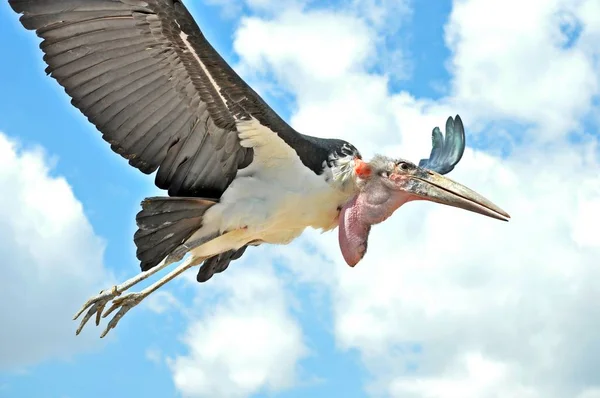 Uçan mavi gökyüzü