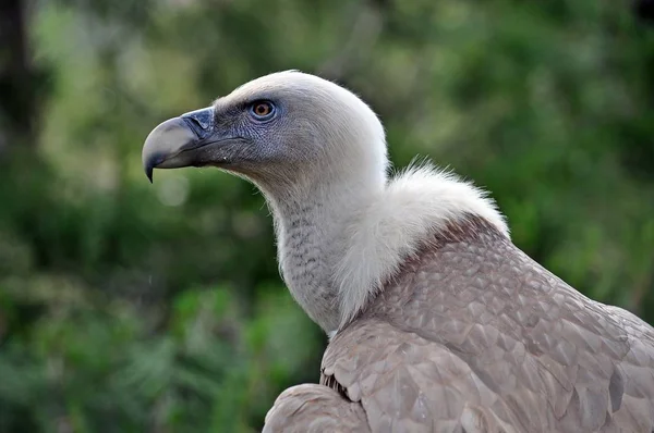 Portre Griffon Akbabası yeşil arkaplan