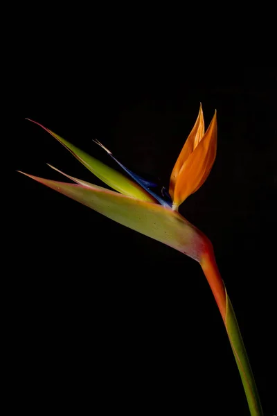 Güzel Cennet Kuşu çiçek veya Strelizia (Strelitzia reginae) doğada siyah bir arkaplan karşısında