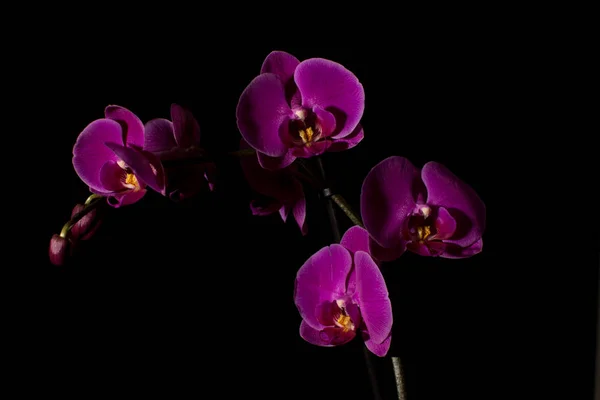 Siyah arkaplana karşı münferit mor veya mor orkide çiçeği