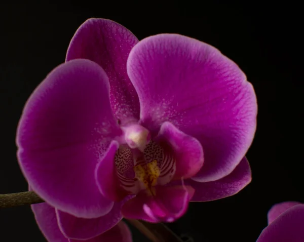Siyah arkaplana karşı münferit mor veya mor orkide çiçeği