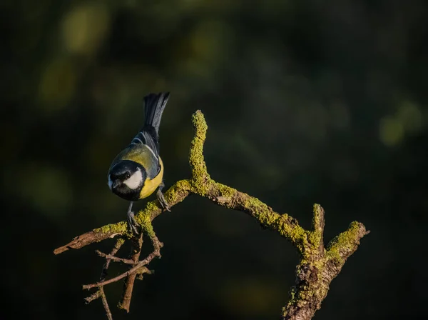 Mavi Meme, arka planda sonbahar yaprakları olan bir dala tünemiş.