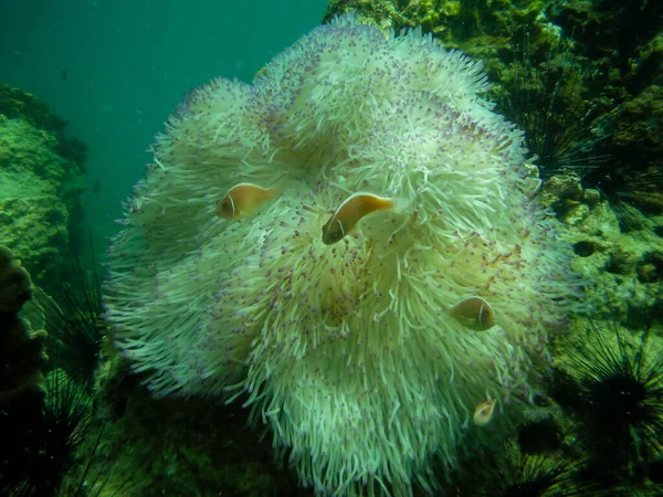 在泰国潜水看海葵和小丑鱼 — 图库照片