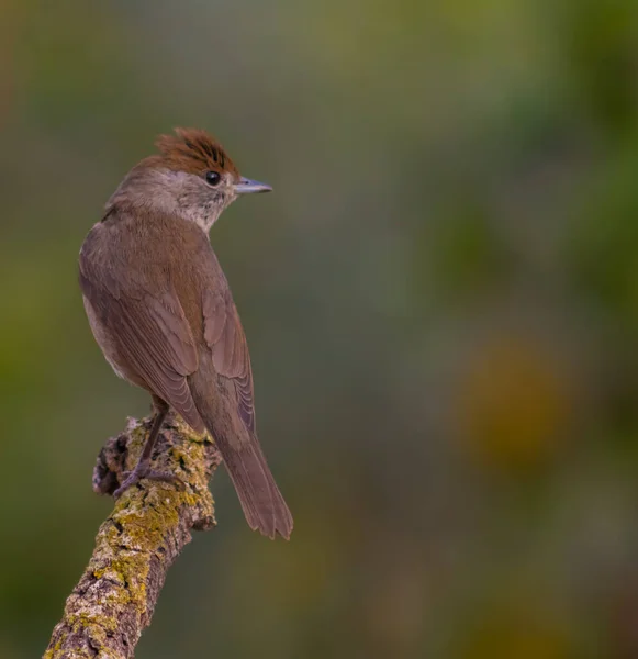Avrasya siyah başlığı ya da Sylvia Atricapilla içme suyu ve suda yansımasını görmek
