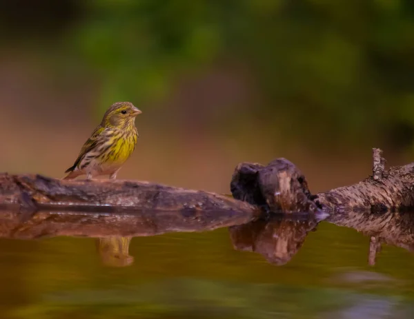 Avrupa serin içme suyu ve onun su üzerindeki yansıması