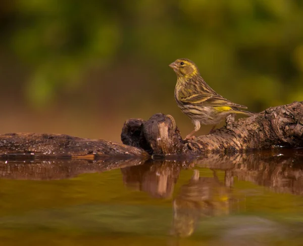 European Serin Drinking Water His Reflection Water — Stock Photo, Image