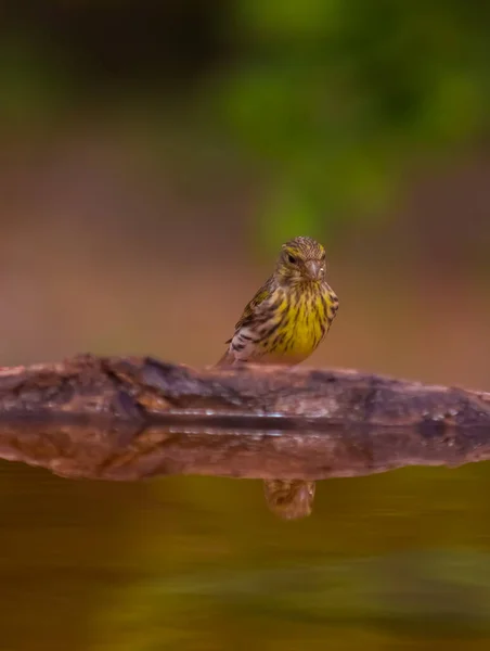 Avrupa serin içme suyu ve onun su üzerindeki yansıması