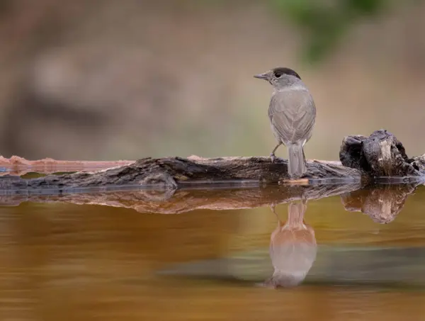 Avrasya siyah başlığı ya da Sylvia Atricapilla içme suyu ve suda yansımasını görmek
