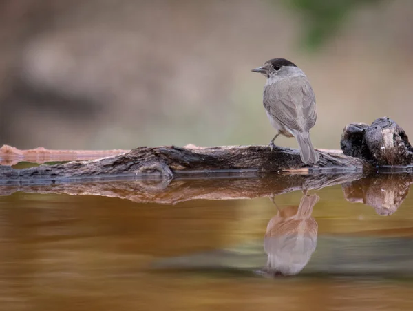 Avrasya siyah başlığı ya da Sylvia Atricapilla içme suyu ve suda yansımasını görmek