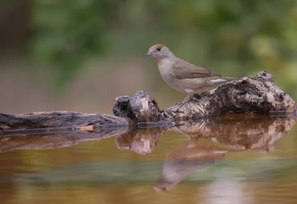 Avrasya siyah başlığı ya da Sylvia Atricapilla içme suyu ve suda yansımasını görmek