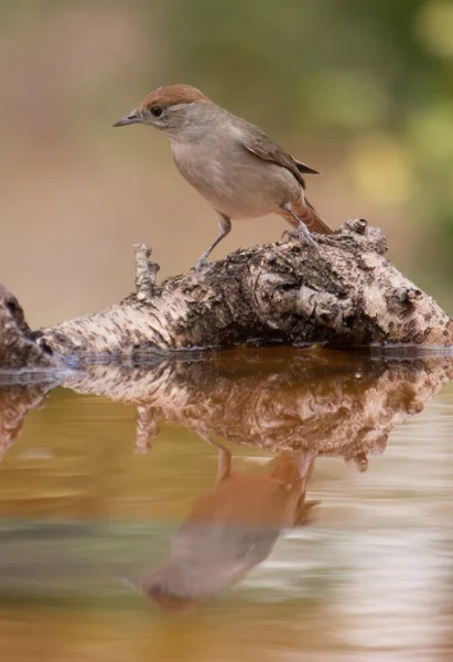 Avrasya siyah başlığı ya da Sylvia Atricapilla içme suyu ve suda yansımasını görmek