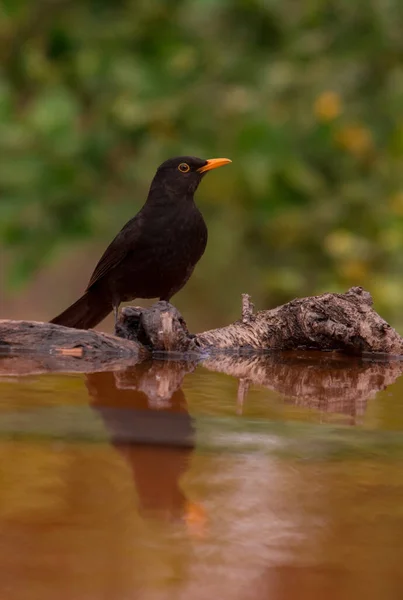 Güzel, sıradan bir karatavuk su içiyor ve sudaki yansımasını görüyor