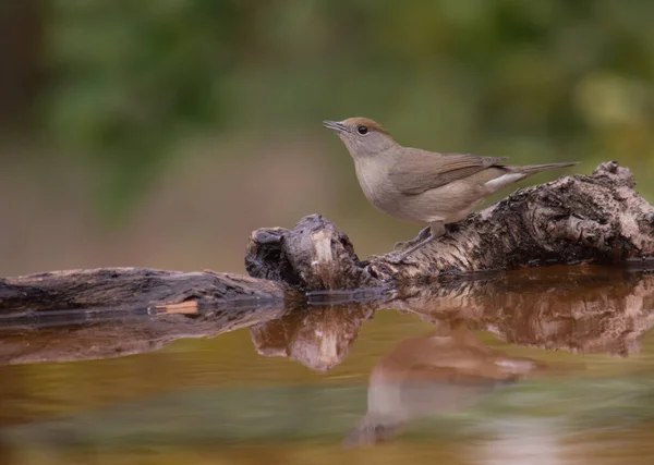 Avrasya siyah başlığı ya da Sylvia Atricapilla içme suyu ve suda yansımasını görmek
