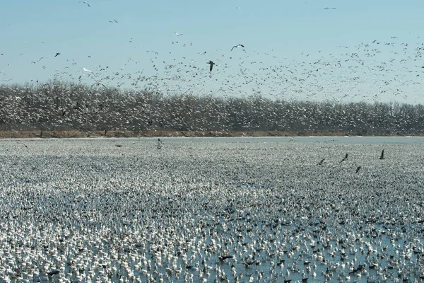 Kar kazları binlerce