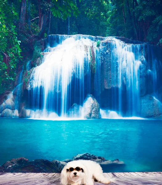 Köpek üstünde rıhtım şelale tarafından