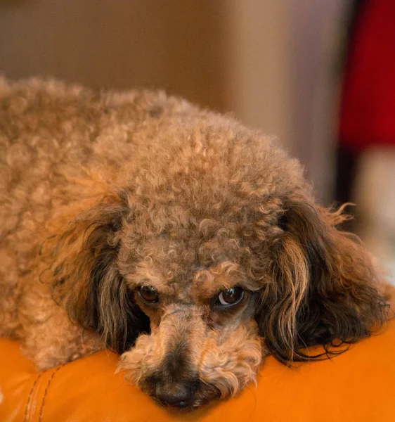 Kahverengi fino köpeği sana bakmak