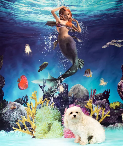Sevimli köpek deniz kızı ile poz
