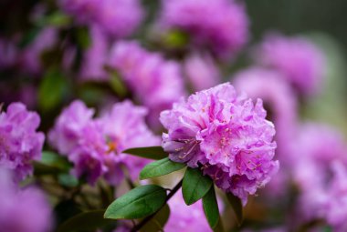 Lavanta ormangülü çiçek