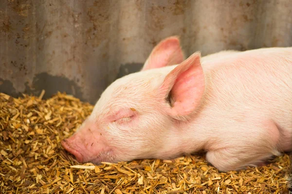 Niedliches Schweinchen schläft auf Bauernhof lizenzfreie Stockbilder