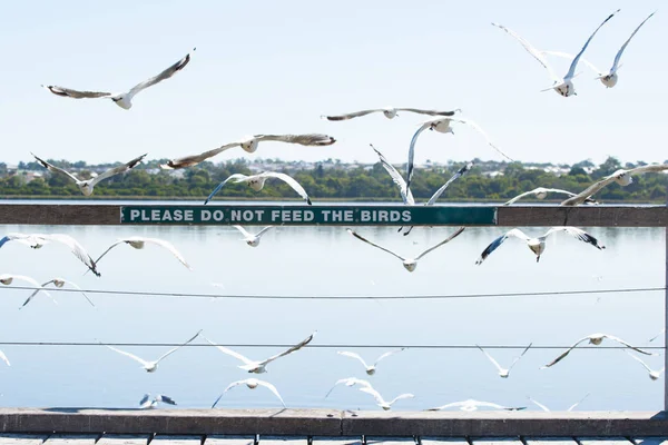 Vögel füttern verbotene Zeichen fliegende Möwen — Stockfoto