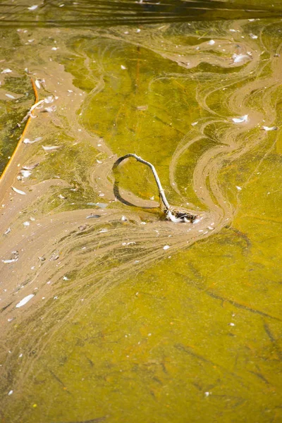 川や湖で不健康な水汚染 — ストック写真